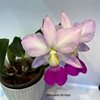Cattleya walkeriana var. flamea Tokutsu ( поставщик - Нейтив)..